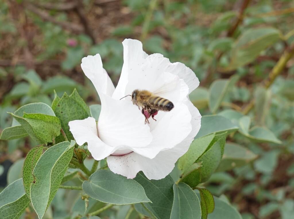 European Honey Bee (Apis mellifera) / Gossypium sturtianum (Sturt's Desert Rose), Alice Springs, NT