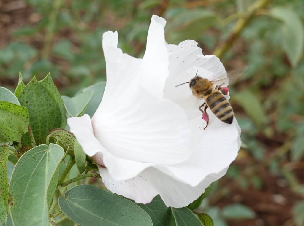 European Honey Bee (Apis mellifera) / Gossypium sturtianum (Sturt's Desert Rose), Alice Springs, NT