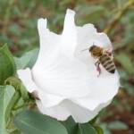European Honey Bee (Apis mellifera) / Gossypium sturtianum (Sturt's Desert Rose), Alice Springs, NT
