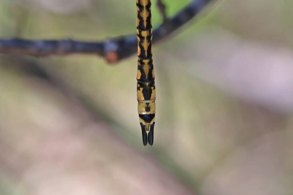 Australian Emperor (Anax papuensis), Mallow QLD © Marc Newman