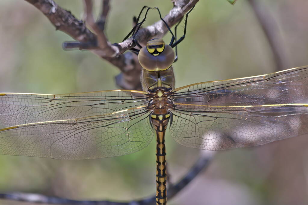 Australian Emperor (Anax papuensis), Mallow QLD © Marc Newman