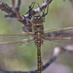 Australian Emperor (Anax papuensis), Mallow QLD © Marc Newman
