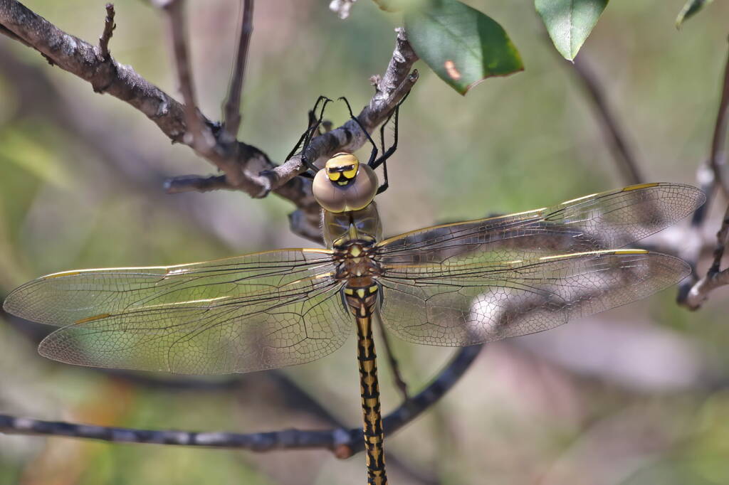 Australian Emperor (Anax papuensis), Mallow QLD © Marc Newman
