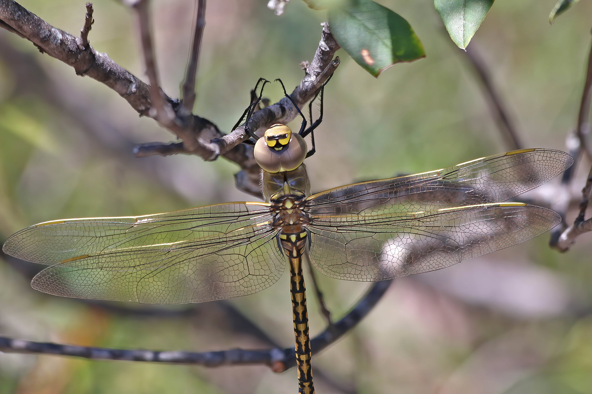 Australian Emperor (Anax papuensis), Mallow QLD © Marc Newman