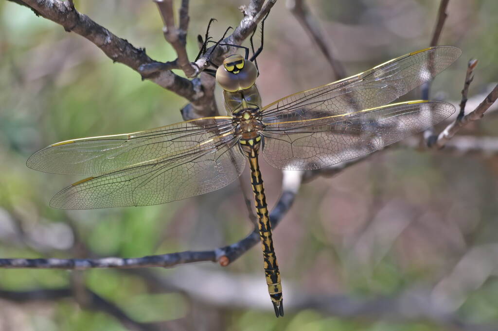 Australian Emperor (Anax papuensis), Mallow QLD © Marc Newman