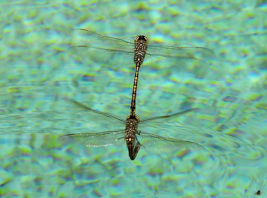 Australian Emperor Dragonfly (Anax papuensis), Alice Springs NT @ Dorothy Latimer