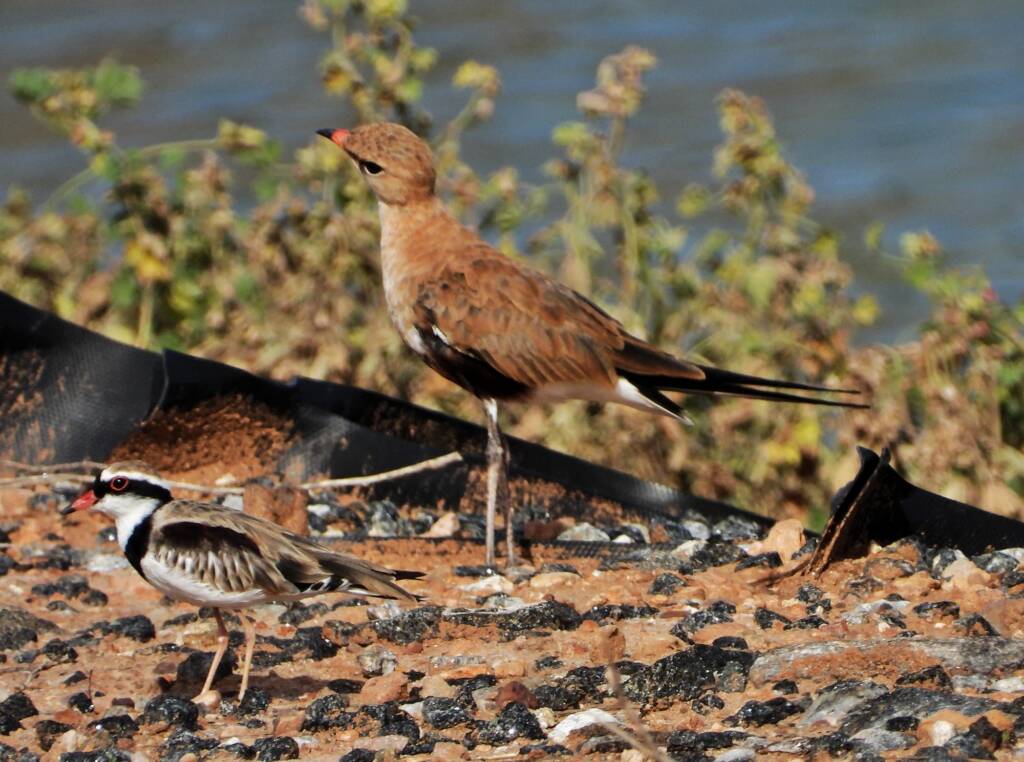Australian Pratincole (Stiltia isabella), Alice Springs NT