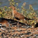 Australian Pratincole (Stiltia isabella), Alice Springs NT