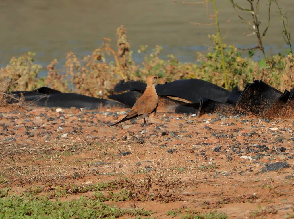 Australian Pratincole (Stiltia isabella), Alice Springs NT