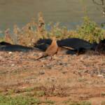 Australian Pratincole (Stiltia isabella), Alice Springs NT