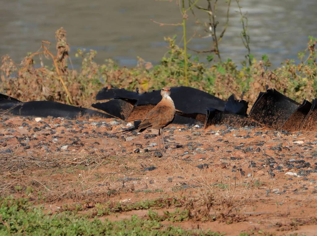 Australian Pratincole (Stiltia isabella), Alice Springs NT