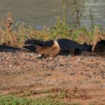 Australian Pratincole (Stiltia isabella), Alice Springs NT