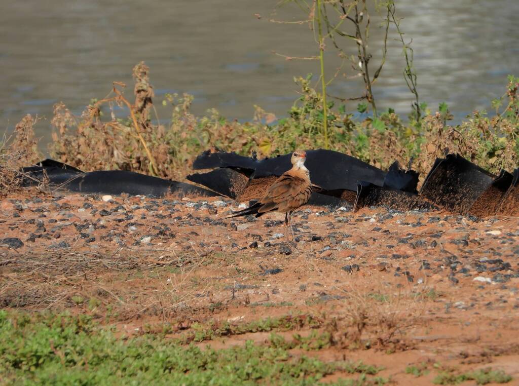 Australian Pratincole (Stiltia isabella), Alice Springs NT