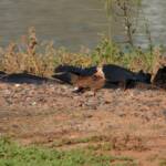 Australian Pratincole (Stiltia isabella), Alice Springs NT