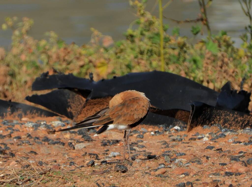 Australian Pratincole (Stiltia isabella), Alice Springs NT