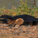 Australian Pratincole (Stiltia isabella), Alice Springs NT