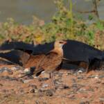Australian Pratincole (Stiltia isabella), Alice Springs NT
