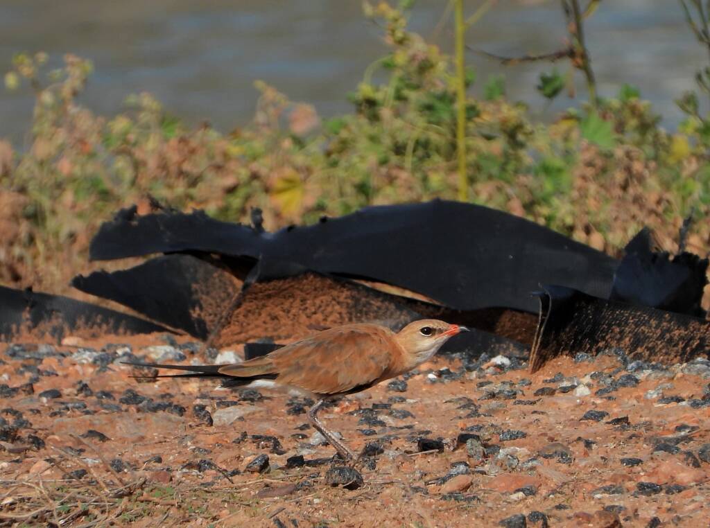 Australian Pratincole (Stiltia isabella), Alice Springs NT