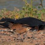 Australian Pratincole (Stiltia isabella), Alice Springs NT