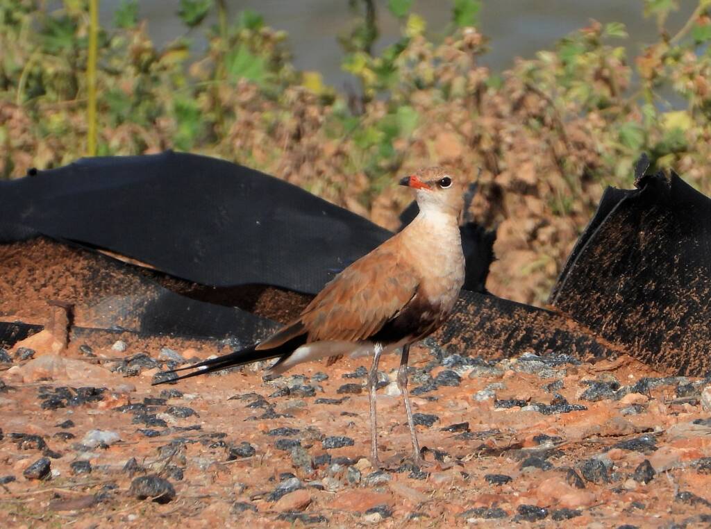 Australian Pratincole (Stiltia isabella), Alice Springs NT