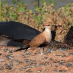 Australian Pratincole (Stiltia isabella), Alice Springs NT