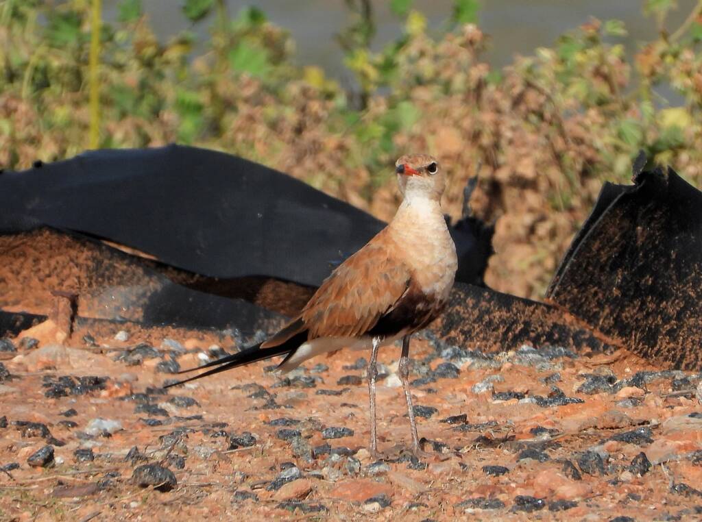 Australian Pratincole (Stiltia isabella), Alice Springs NT