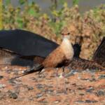 Australian Pratincole (Stiltia isabella), Alice Springs NT