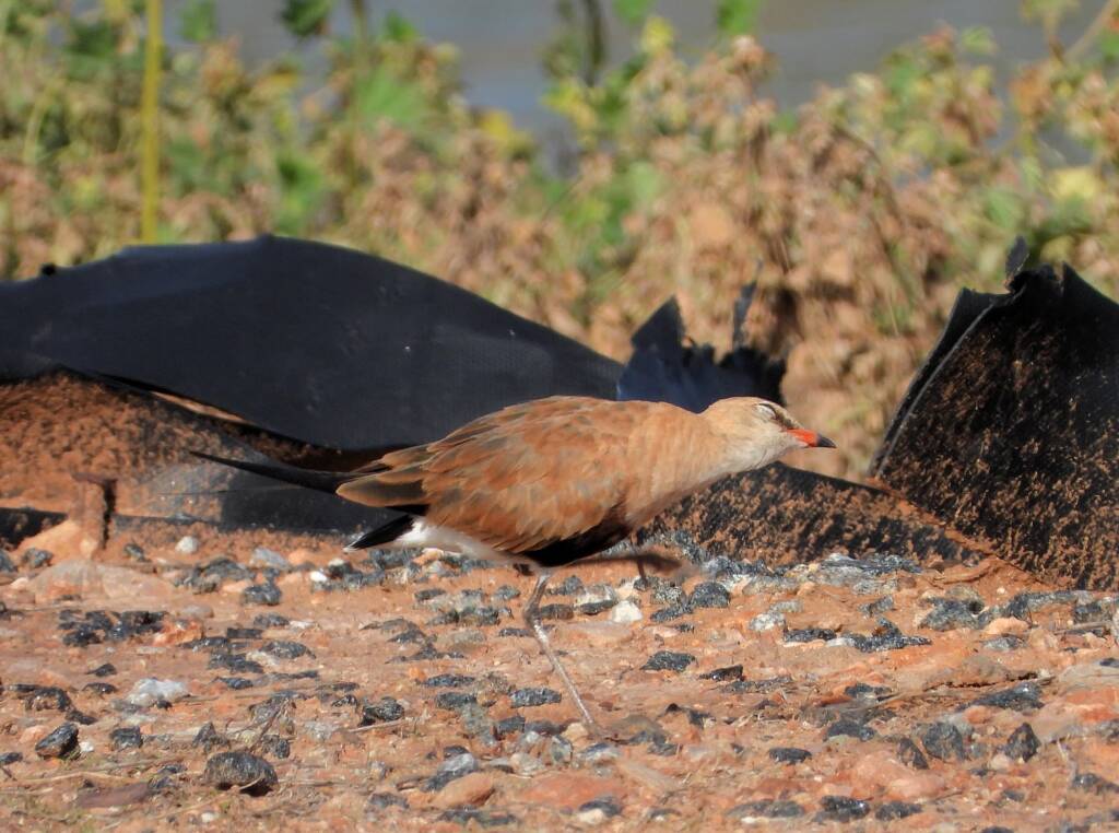 Australian Pratincole (Stiltia isabella), Alice Springs NT