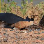 Australian Pratincole (Stiltia isabella), Alice Springs NT