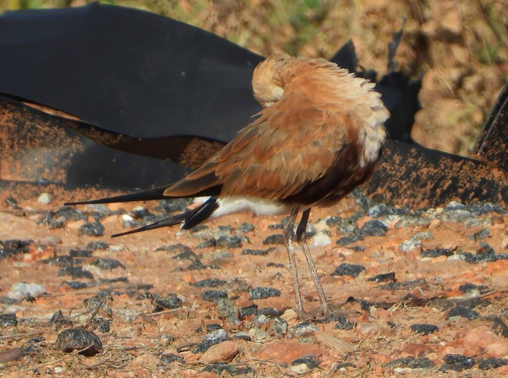 Australian Pratincole (Stiltia isabella), Alice Springs NT