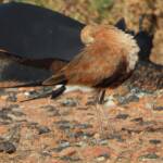 Australian Pratincole (Stiltia isabella), Alice Springs NT