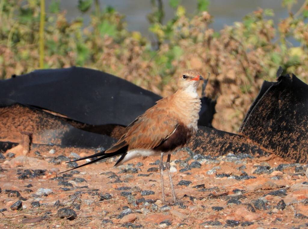 Australian Pratincole (Stiltia isabella), Alice Springs NT