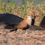Australian Pratincole (Stiltia isabella), Alice Springs NT