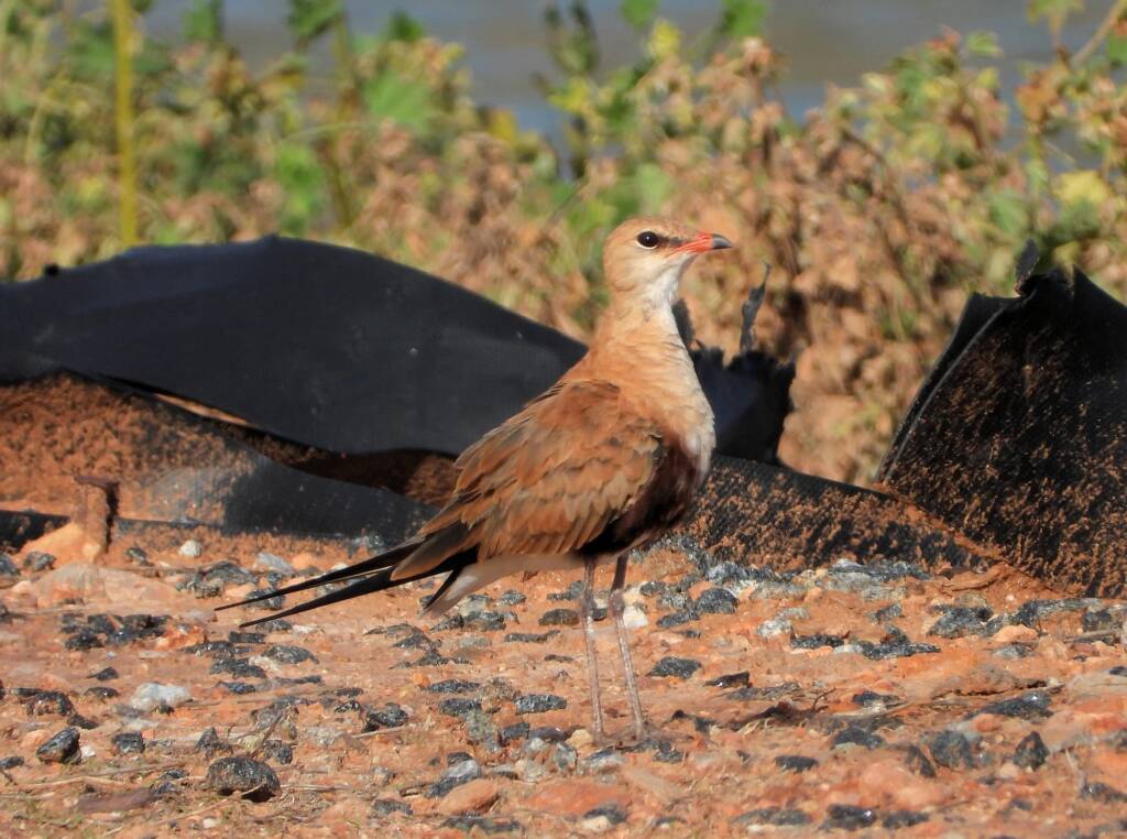 Australian Pratincole (Stiltia isabella), Alice Springs NT