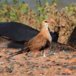 Australian Pratincole (Stiltia isabella), Alice Springs NT