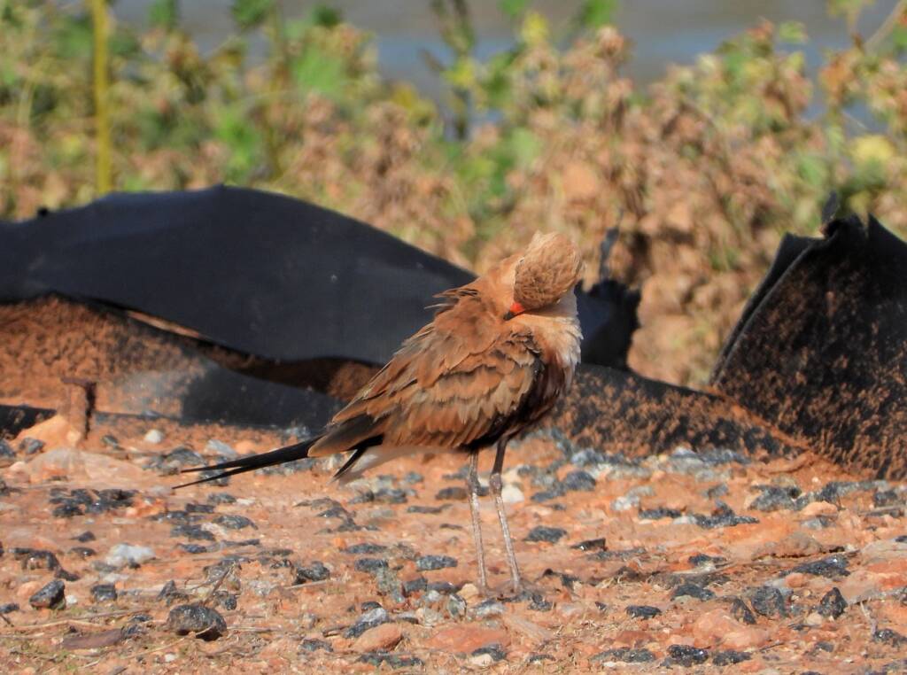 Australian Pratincole (Stiltia isabella), Alice Springs NT