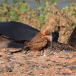 Australian Pratincole (Stiltia isabella), Alice Springs NT