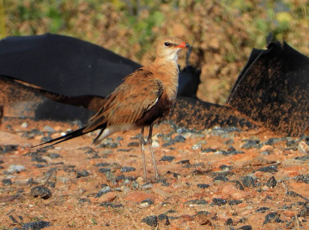 Australian Pratincole (Stiltia isabella), Alice Springs NT