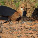 Australian Pratincole (Stiltia isabella), Alice Springs NT