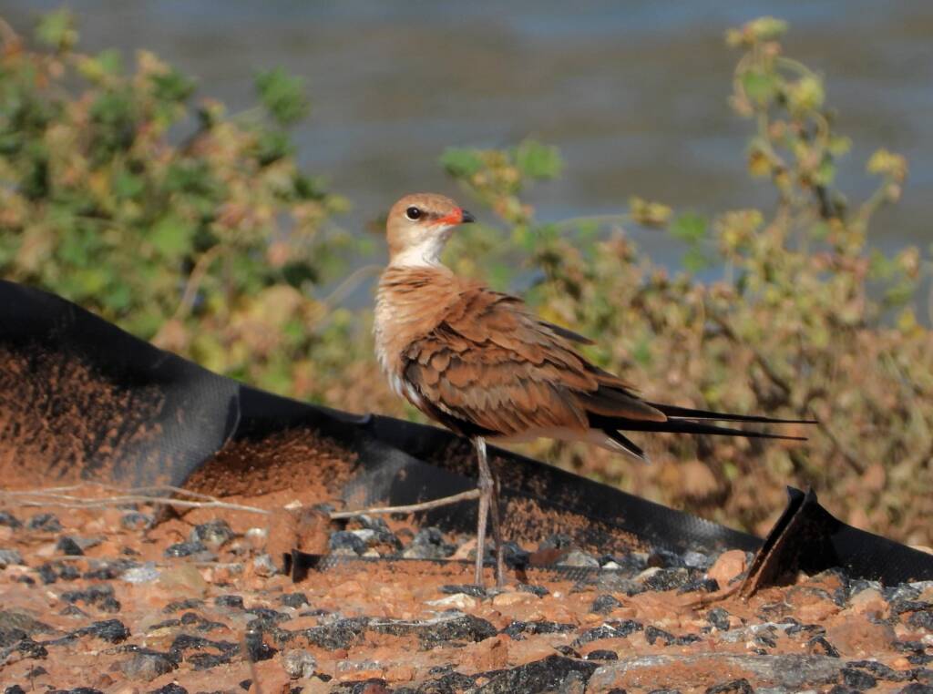 Australian Pratincole (Stiltia isabella), Alice Springs NT