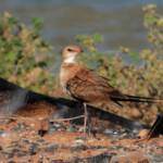 Australian Pratincole (Stiltia isabella), Alice Springs NT