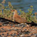 Australian Pratincole (Stiltia isabella), Alice Springs NT