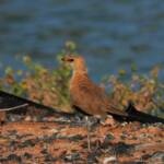 Australian Pratincole (Stiltia isabella), Alice Springs NT