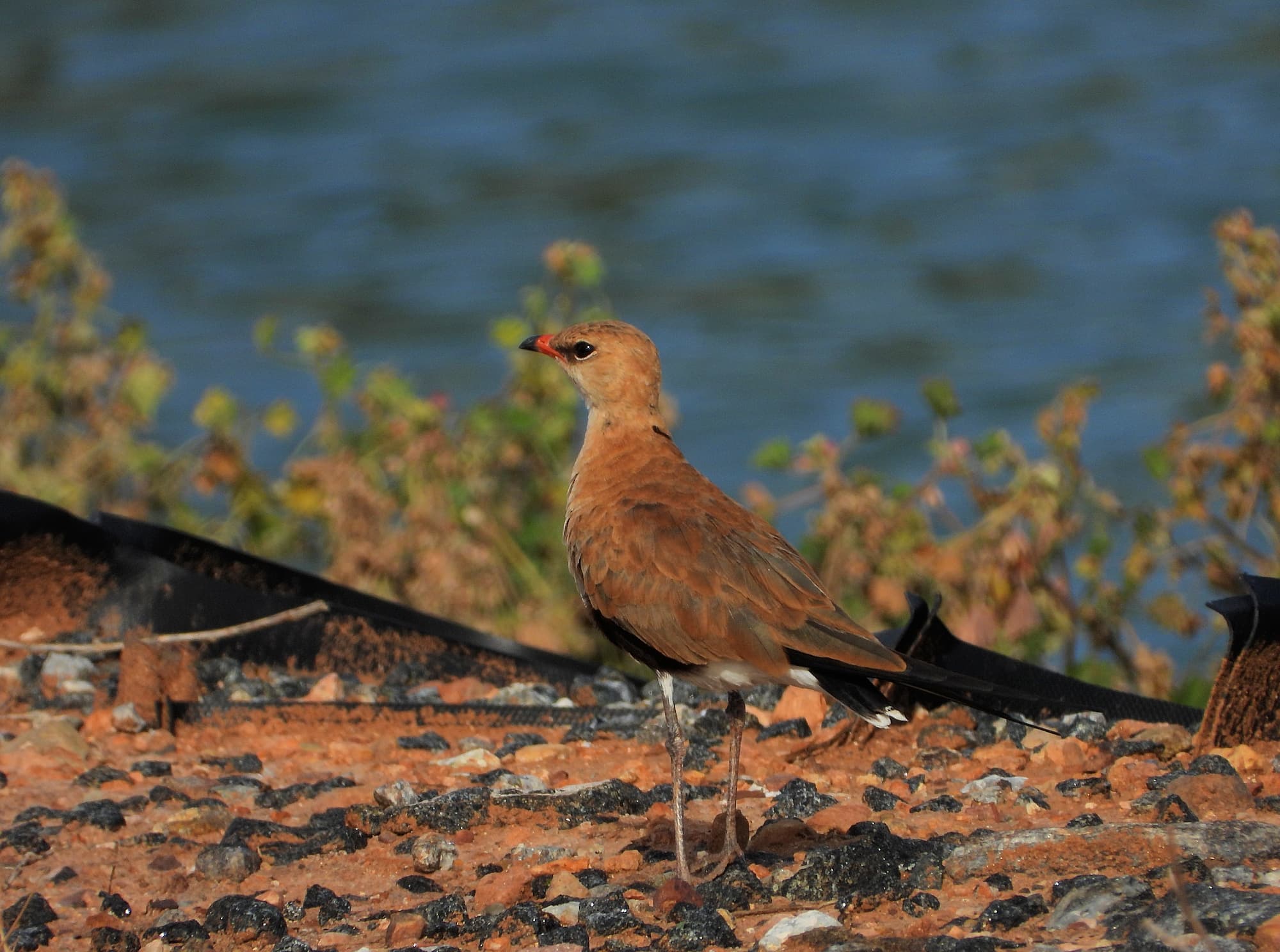 Australian Pratincole (Stiltia isabella), Alice Springs NT