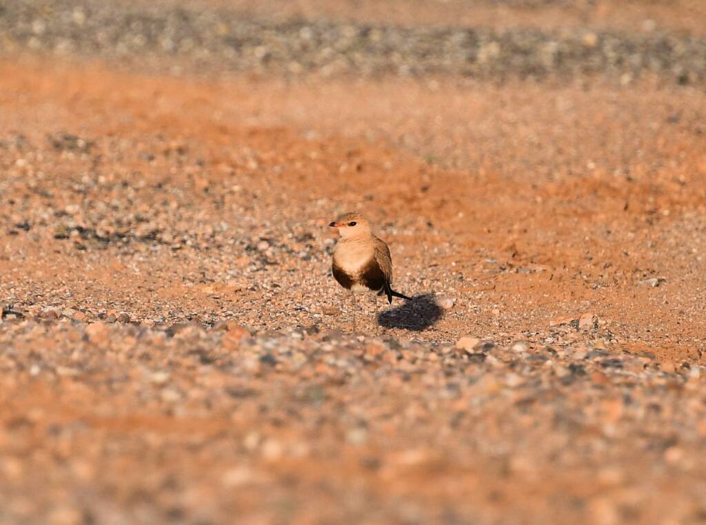 Australian Pratincole (Stiltia isabella), Alice Springs NT