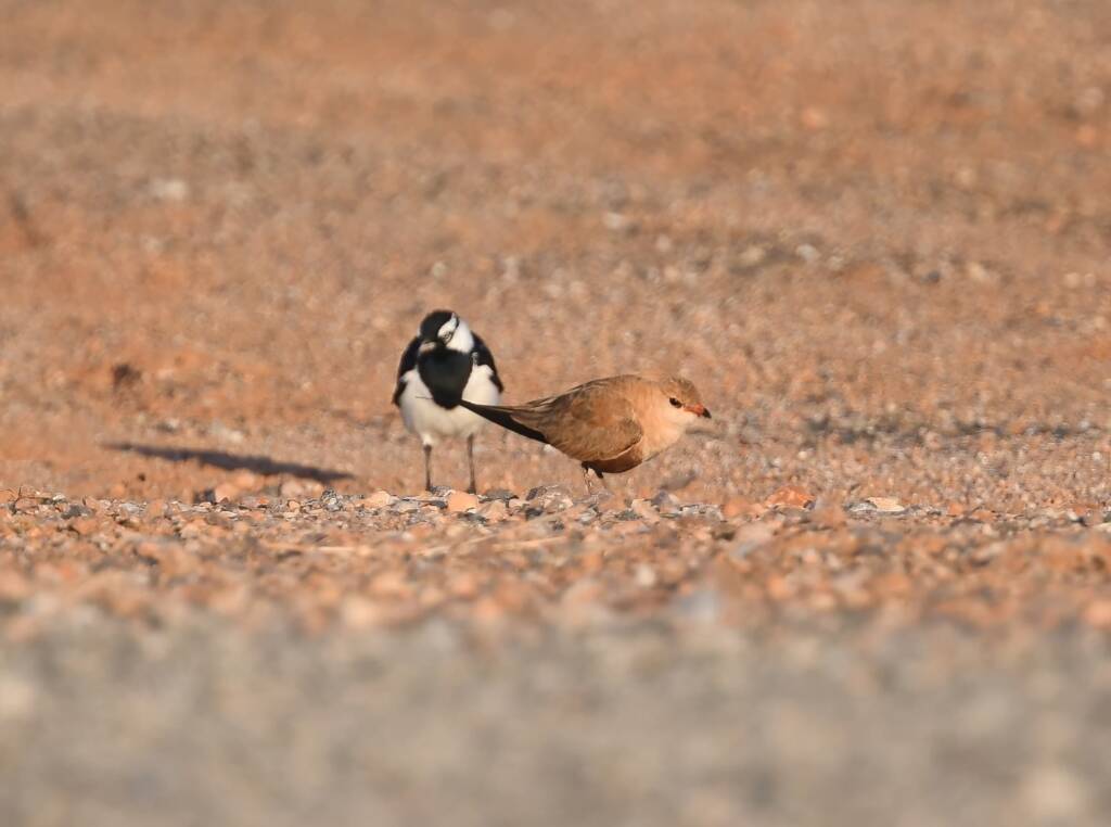 Australian Pratincole (Stiltia isabella) and Magpie-lark (Grallina cyanoleuca), Alice Springs NT © Dorothy Latimer