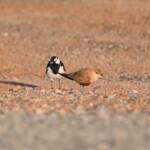 Australian Pratincole (Stiltia isabella) and Magpie-lark (Grallina cyanoleuca), Alice Springs NT © Dorothy Latimer