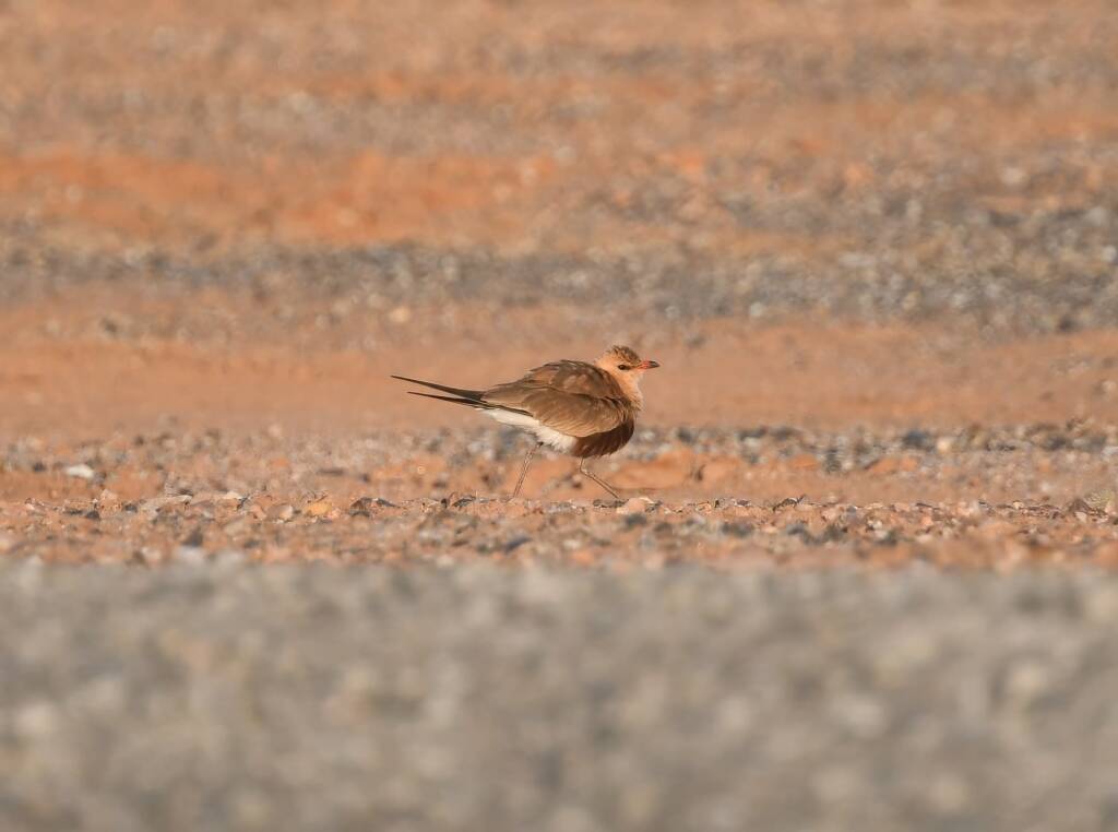 Australian Pratincole (Stiltia isabella), Alice Springs NT