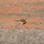 Australian Pratincole (Stiltia isabella), Alice Springs NT