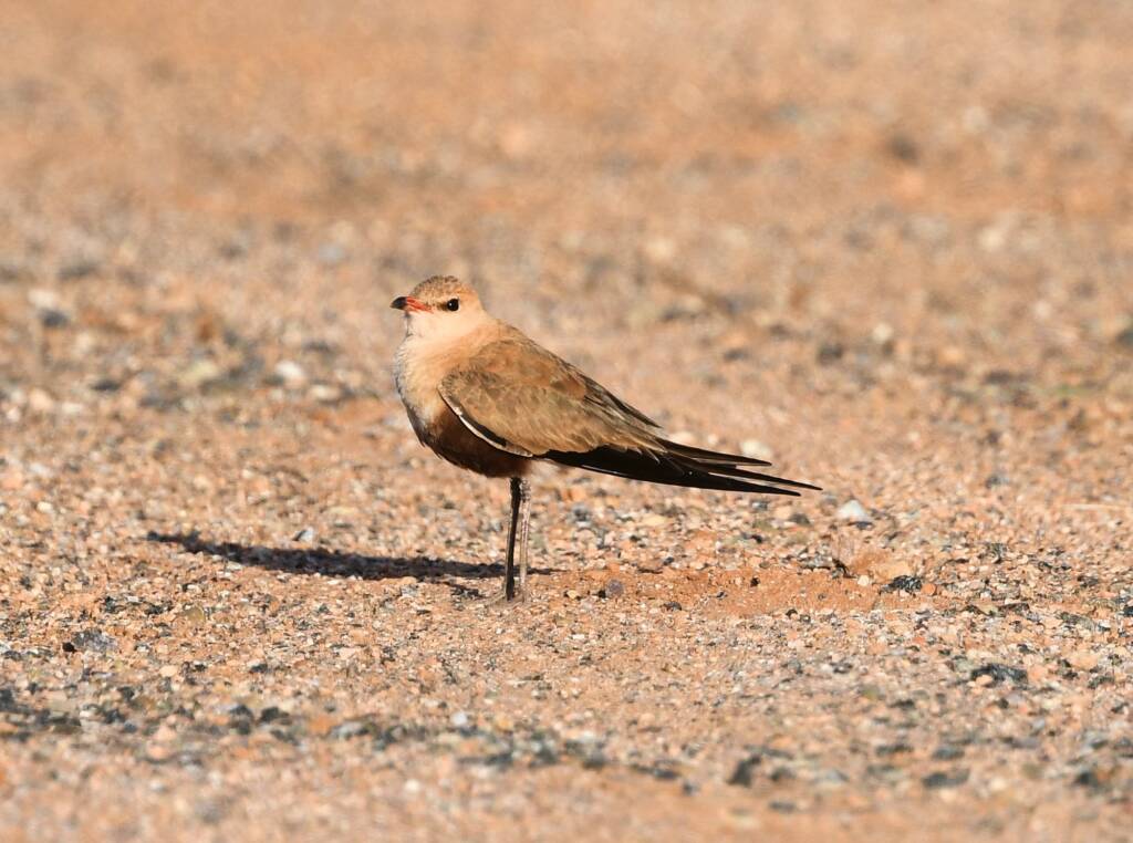Australian Pratincole (Stiltia isabella), Alice Springs NT
